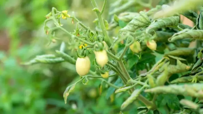 If Your Tomato Leaves Curl And Cup In The Late-Summer Heat, Here Are 14 Fixes For Each Cause