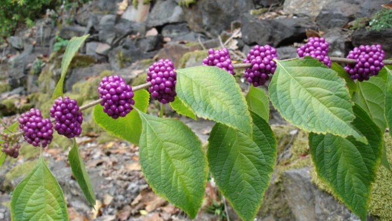 The Most Underrated North Carolina Native That Quietly Keeps Ticks Out Of Your Backyard Garden