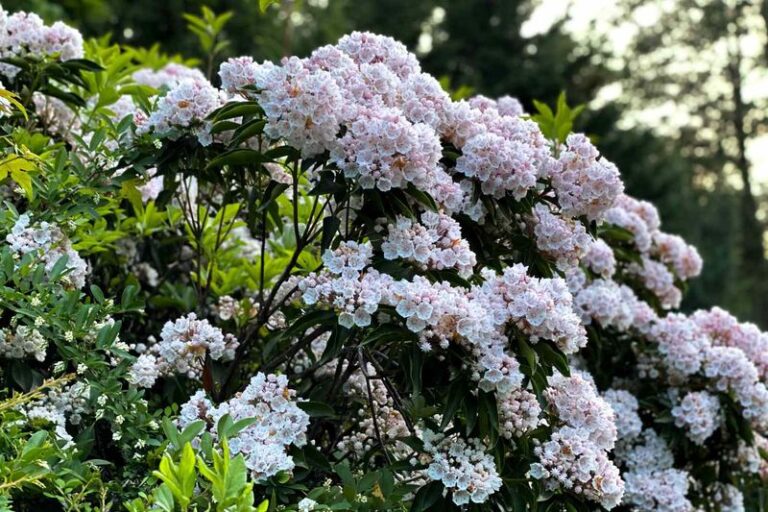 If Your Hydrangeas Keep Disappointing You, Here Are 15 Flowering Shrubs That Are Far Easier To Love