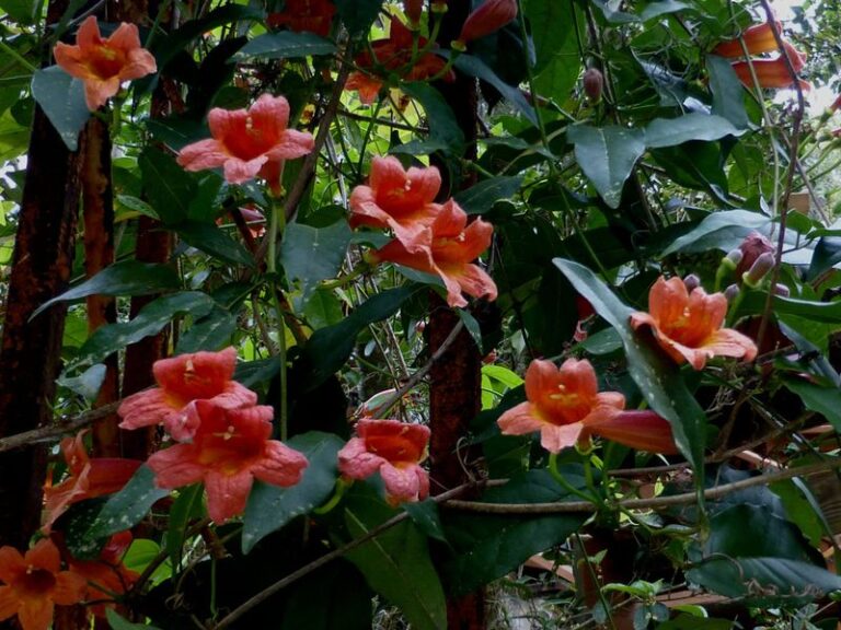 The North Carolina Native Vine You Plant Once That Covers An Ugly Fence For Decades