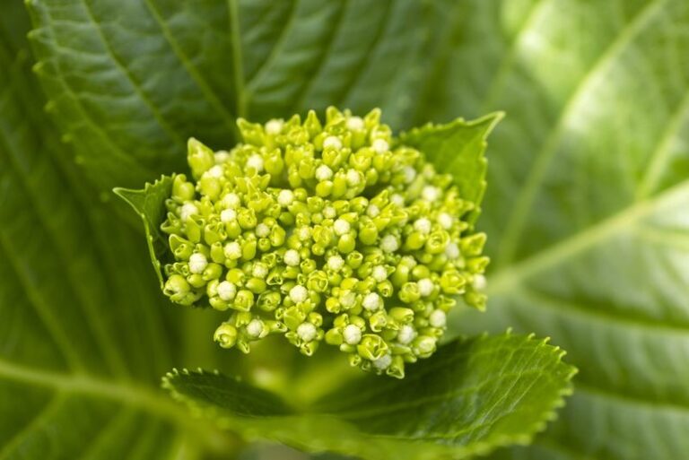 If Your Hydrangeas Are All Leaves And Barely Any Flowers, Here Are 13 Simple Moves That Double The Blooms