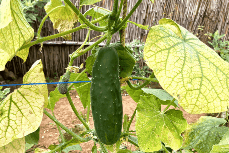 If Your Cucumbers Grow Slow And Yellow, Here’s How Epsom Salt Wakes Them Back Up