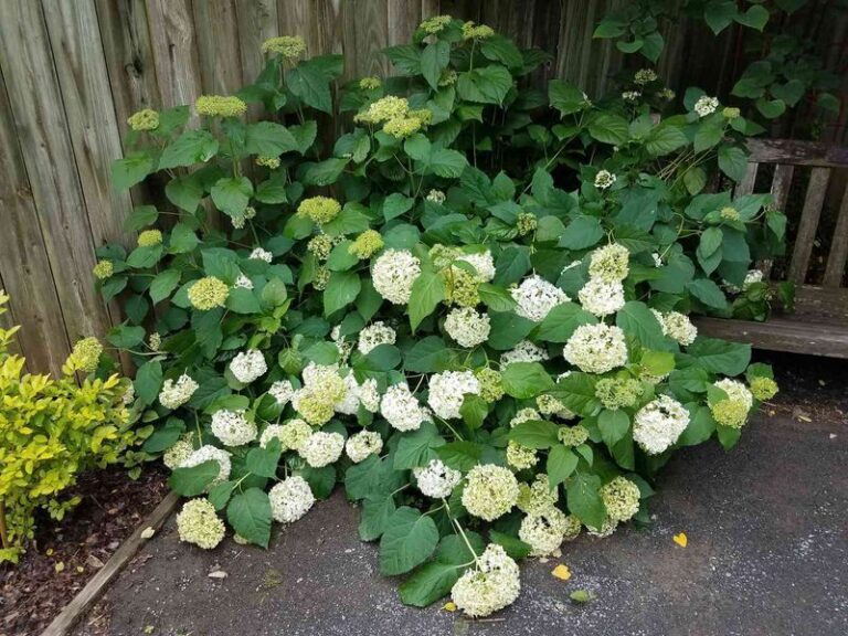 If Your Hydrangeas Look Weak And Floppy Right Now, Here Are 8 Late-Summer Moves That Get Them Strong Before Fall
