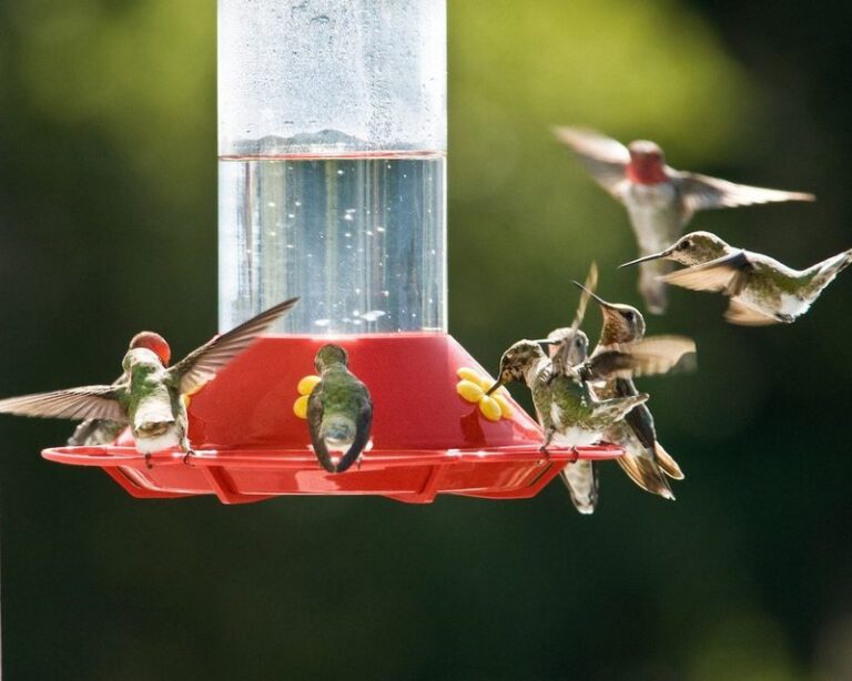 If Hummingbirds Have Stopped Visiting Your Feeder, Here Are 13 Mistakes Quietly Driving Them Away