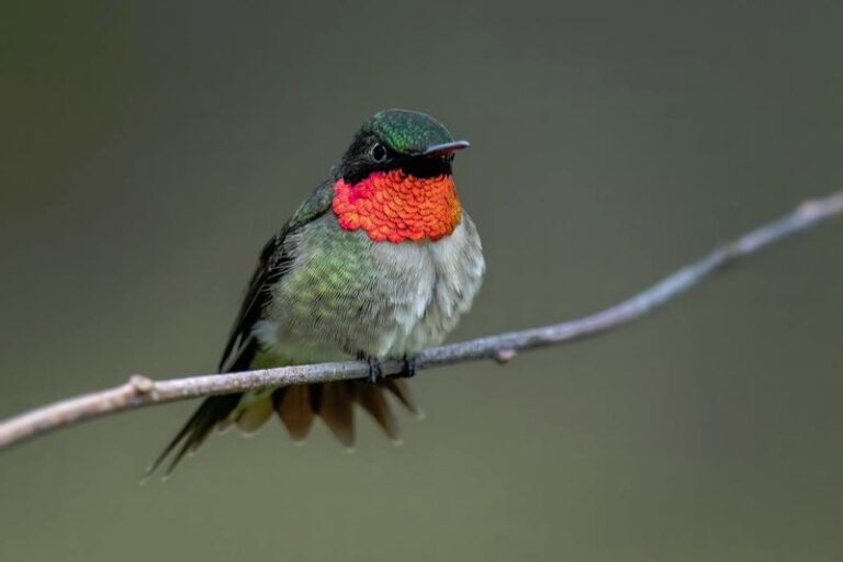 What It Really Means When A Ruby-Throated Hummingbird Keeps Hovering At Your North Carolina Window