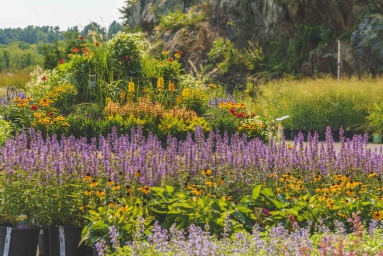 11 Perennials That Do More Than Bloom, They Pull Birds, Bees And Butterflies Into Your Yard