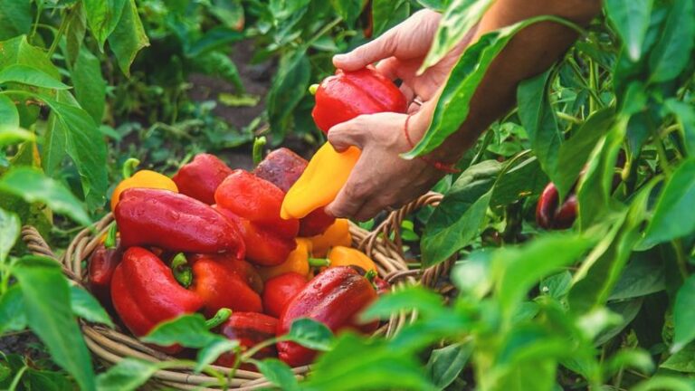 17 Pepper Feeding Tips For Late Summer That Bring Slowing Plants Roaring Back