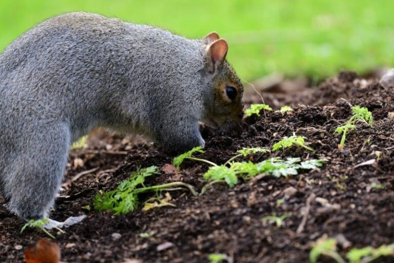 If Fall Squirrels Keep Digging Up Your Newly Planted Bulbs, These Strong Smells Make Your Beds Less Inviting
