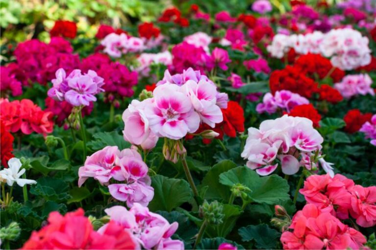 If Your Geraniums Bloom Small And Sparse, Here Are 18 Feeding Moves That Make Them Bigger And Bolder
