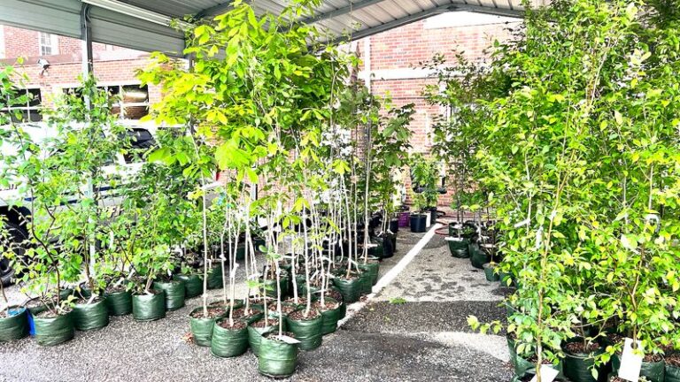 These Are The Invasive Plants More North Carolina Counties Are Quietly Adding To Their Banned Lists