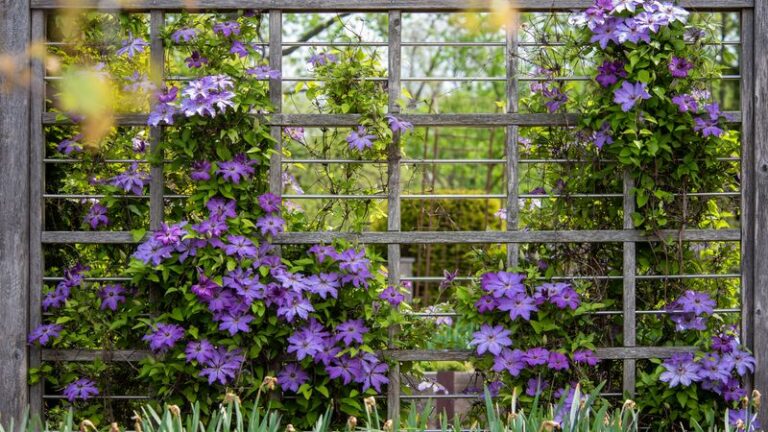 36 Perennials To Plant Around Your Clematis For A Jaw-Dropping Layered Display