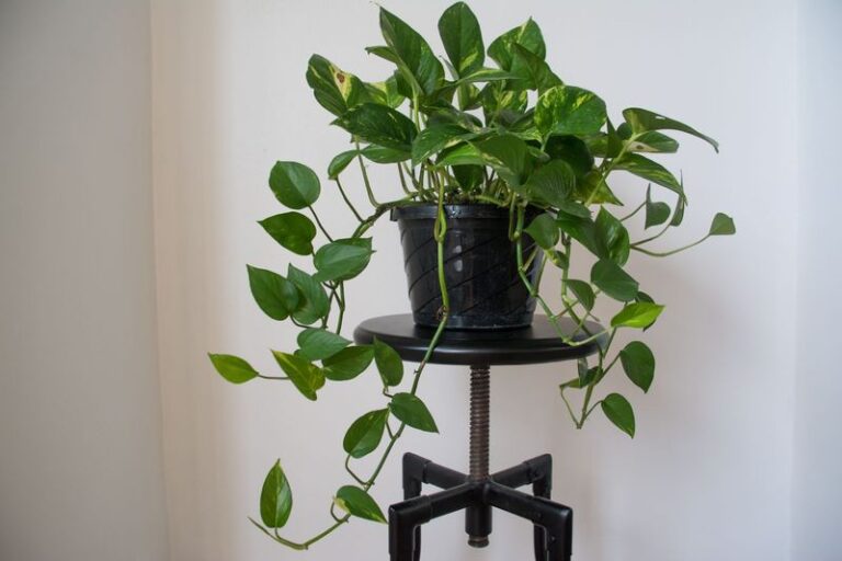 If Your Pothos Grows Long And Leggy With Bare Vines, Here Are 16 Care Habits That Make It Full And Bushy Again