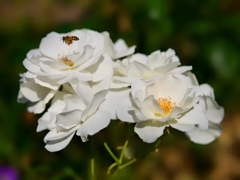 If Your Roses Bloom Sparse And Stingy, Here Are 13 Reasons And The Simple Fix For Each