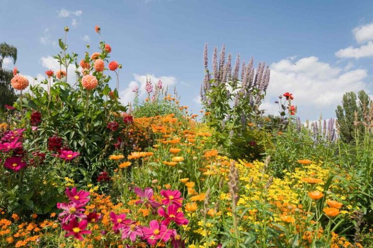 18 Low-Water Perennials That Keep Blooming All Summer (And How To Keep Them Going)