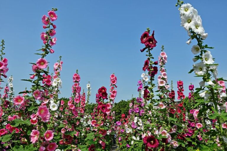 The Ultimate Guide To Growing Tall, Gorgeous Hollyhocks (It Comes Down To One Simple Secret)