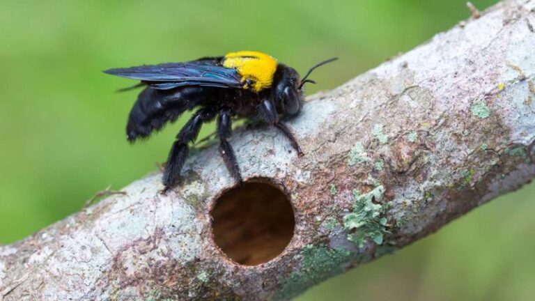 What It Really Means When Carpenter Bees Start Drilling Into Your North Carolina Yard