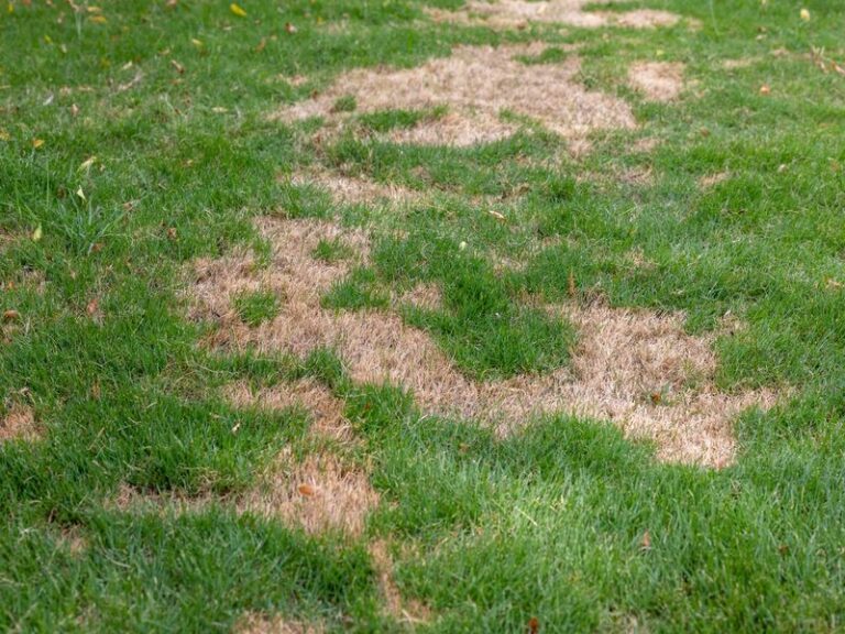 18 Reasons Your Lawn Turns Brown In Late Summer (And The Hidden Stressor Working Below The Surface)