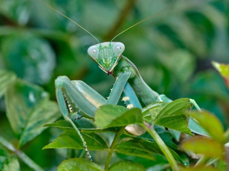 What It Really Means When A Praying Mantis Sets Up In Your North Carolina Garden