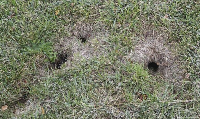 Why North Carolina Homeowners Should Think Twice Before Filling In Chipmunk Burrows Along Their Foundation