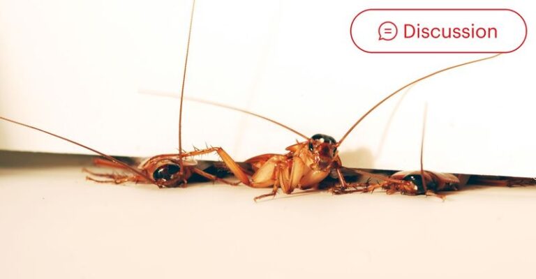 If Cockroaches Keep Finding Their Way Indoors, Here Are 13 Simple Ways To Shut Them Out For Good