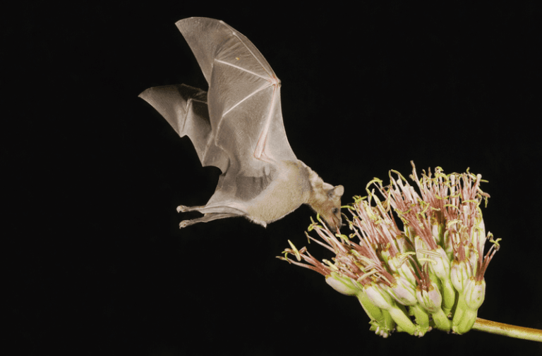 Common Evening Primrose: A North Carolina Native That Supports Nocturnal Wildlife and Belongs in Your Backyard