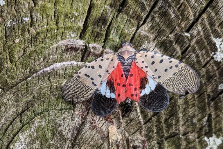 If You Spot This Bug In Your North Carolina Yard Leave It Alone And Here’s Why