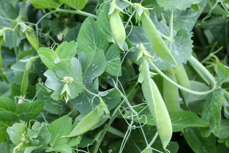 If Your Fall Snap Peas Grow Tall And Leafy But Set Almost No Pods, Warm Soil Is Delaying Them