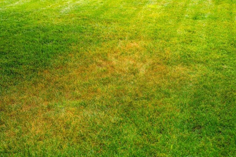 If Your Lawn Keeps Fading To Brown Every Summer, Here Are 13 Habits Quietly Doing The Damage