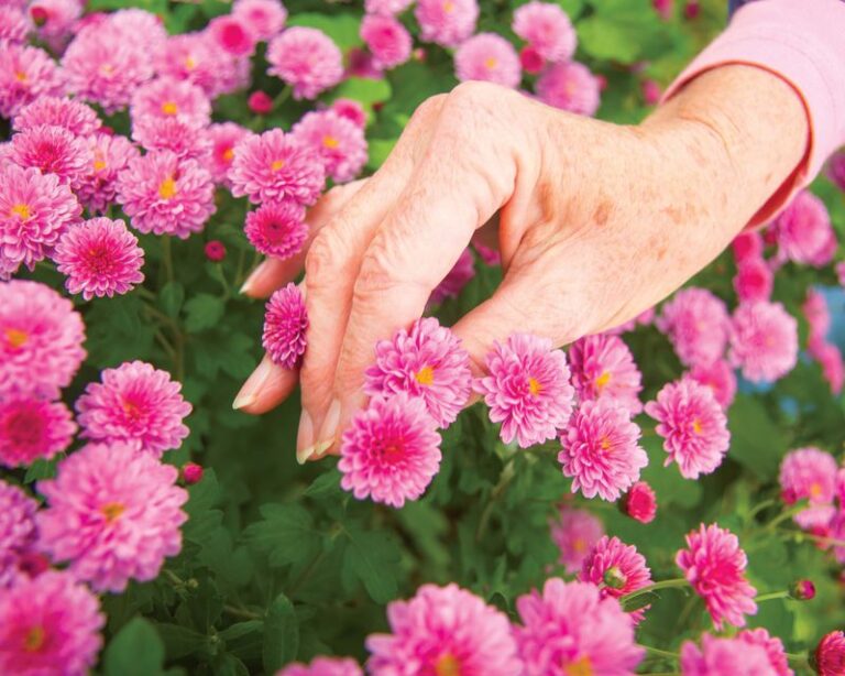 If Your Fall Mums Bloom Once And Then Quit, A Skipped Summer Pinch May Be Why