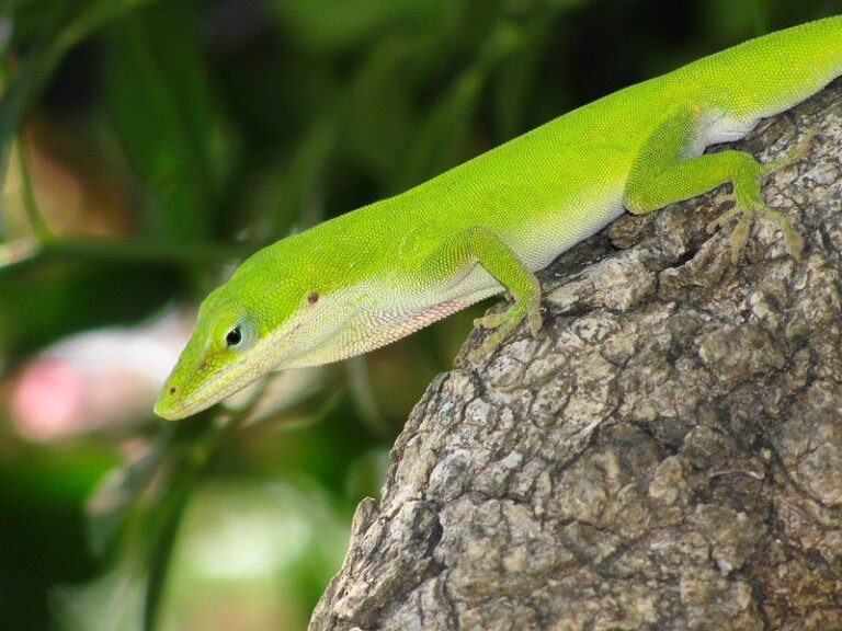 What It Really Means When A Green Anole Shows Up On Your North Carolina Porch Plants