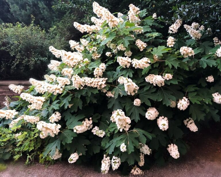 The One Thing North Carolina Oakleaf Hydrangeas Need Before Fall Or They Skip Next Year’s Blooms