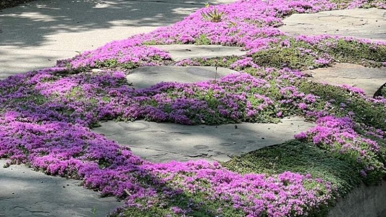 The Low-Growing North Carolina Herb You Tuck Around Flower Beds That Can Help Reduce Bare Soil and Weed Pressure After Establishment