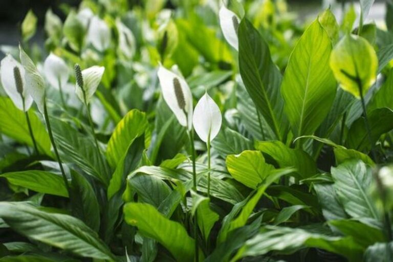 If Your Peace Lily Refuses To Flower, Here Are 11 Reasons It Keeps Growing Leaves Instead