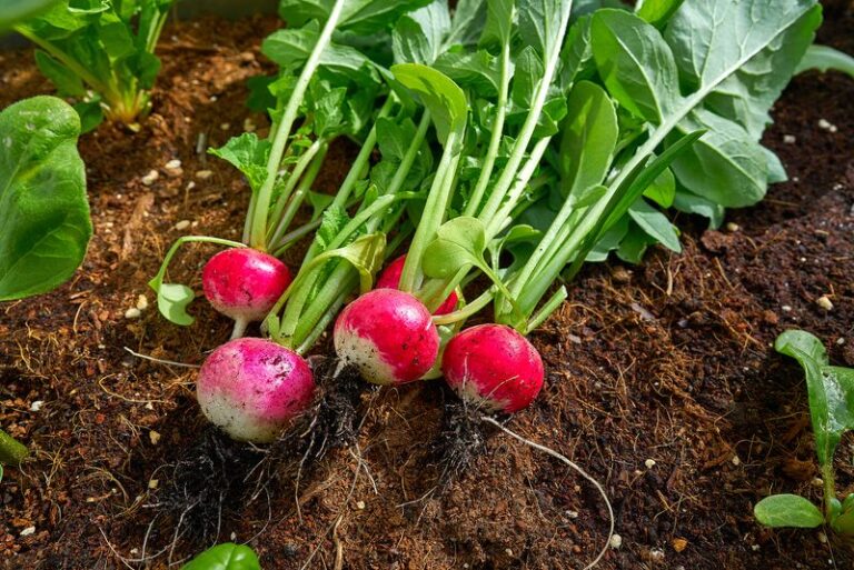 If Your Fall Radishes Grow Big Leafy Tops But Only Woody, Hollow Roots, Sparse Watering Is Turning Them Pithy