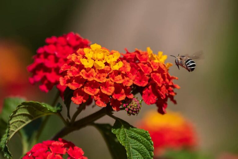 How Deadheading Can Help North Carolina Lantana Bloom More Consistently All Summer