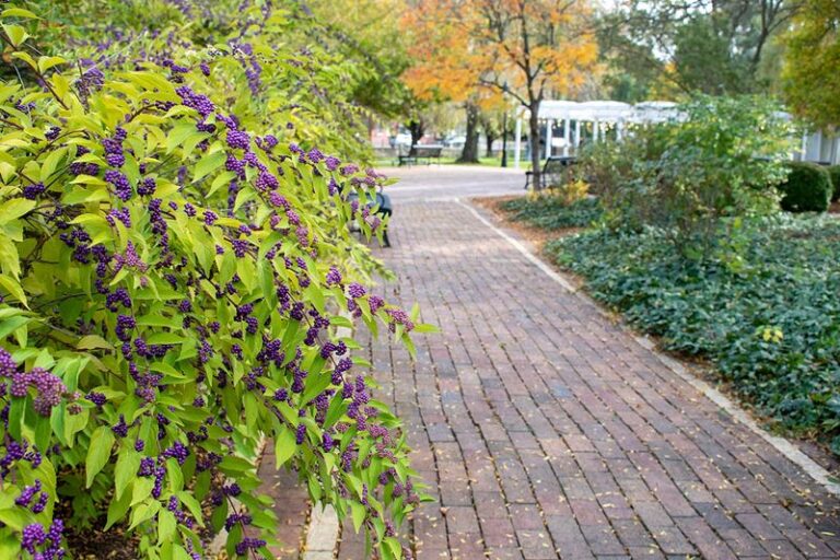 The North Carolina Native Shrub You Plant Once That Guards Your Yard’s Edge From Ticks For Years