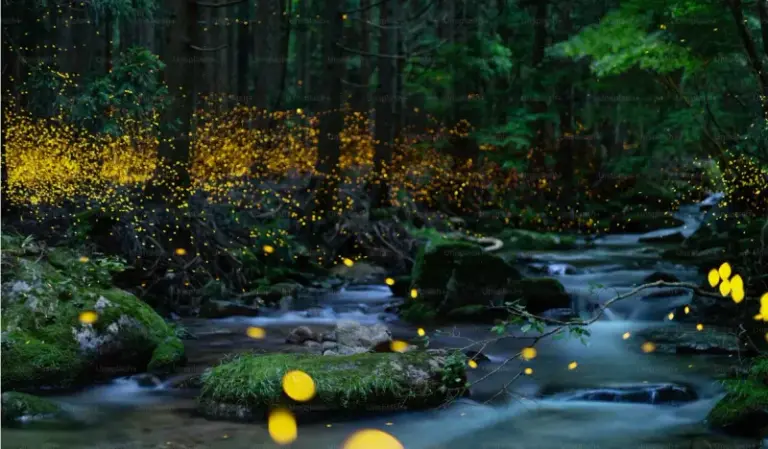 9 Native North Carolina Plants That Give Fireflies The Cover They Actually Need