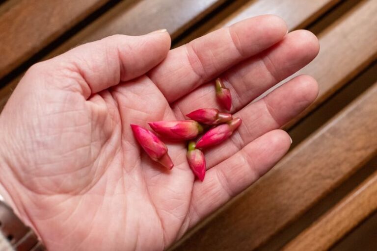 If Your Christmas Cactus Drops Its Buds Before They Open, Here Are 10 Reasons And The Steady Setup That Stops It