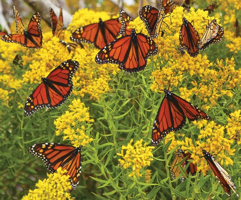 The Most Underrated North Carolina Native That Fills Your Yard With Butterflies Right Through Late Summer