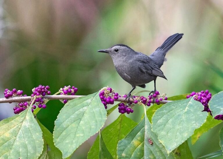 An Overlooked North Carolina Native That May Help Keep Your Birdbath Busy All Summer