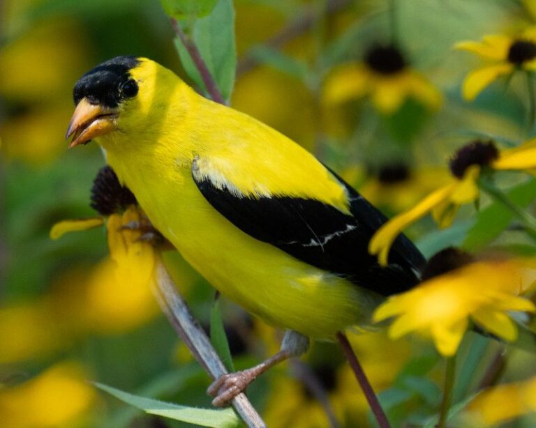 What It Really Means When Goldfinches Start Swarming Your North Carolina Yard In Late Summer
