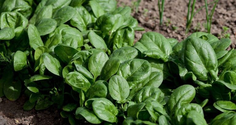The One Thing North Carolina Spinach Needs When You Seed It This Fall Or The Leaves Turn Bitter