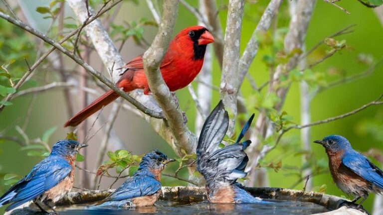 9 Stunning Birds That Pick One Yard Over Another (And The Reason They Choose Yours)