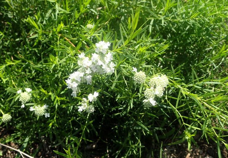 Narrow-Leaf Mountain Mint: A Native North Carolina Patio Border Plant With Aromatic Foliage, Pollinator Value, and Unproven Mosquito Benefits
