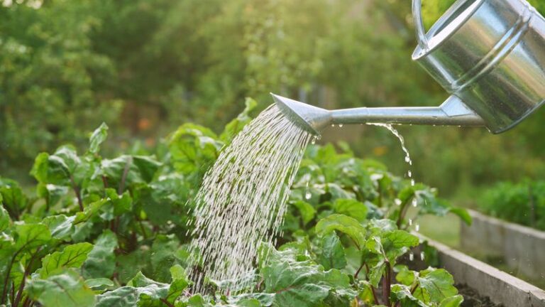 The Worst Time To Water Your Vegetable Garden—And 11 Smart Habits That Fix It