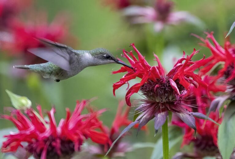 What It Really Means When A Ruby-Throated Hummingbird Keeps Returning To Your North Carolina Yard