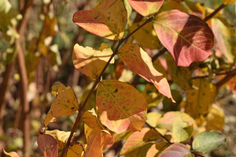 The Fall Color North Carolina Crape Myrtles Quietly Put On Every October That Most People Miss