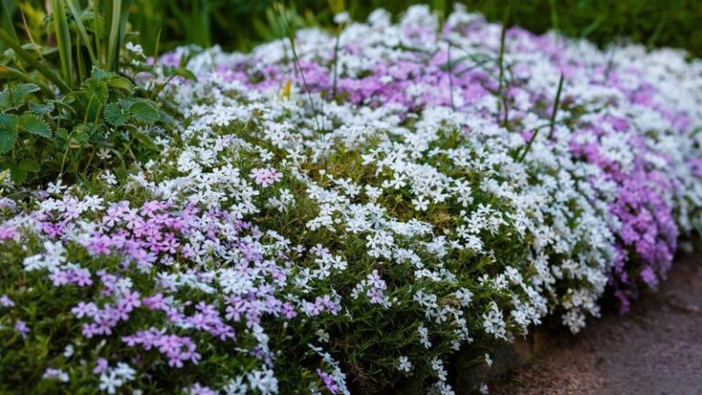 The North Carolina Native Ground Covers That Smother Weeds So You Can Finally Skip The Mulch Bags