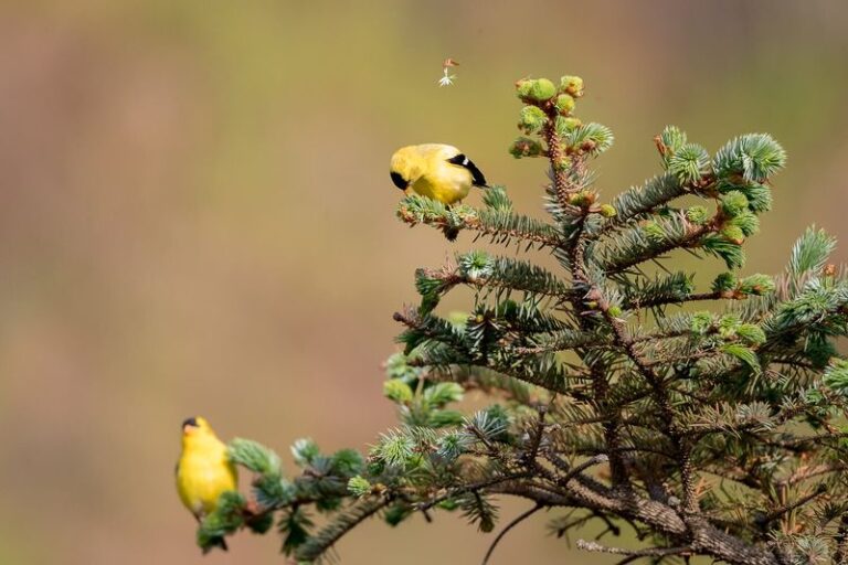 21 Trees That Keep Goldfinches Fed And Sheltered All Year (Miss These And They Skip Your Yard)