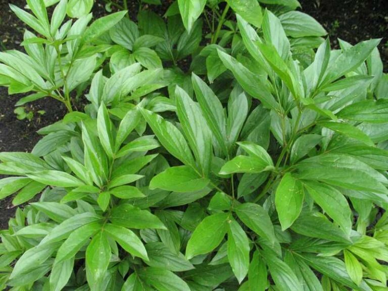 If Your Peonies Grow Lush Leaves But Refuse To Flower, Here Are 13 Silent Culprits (And The Fix For Each)